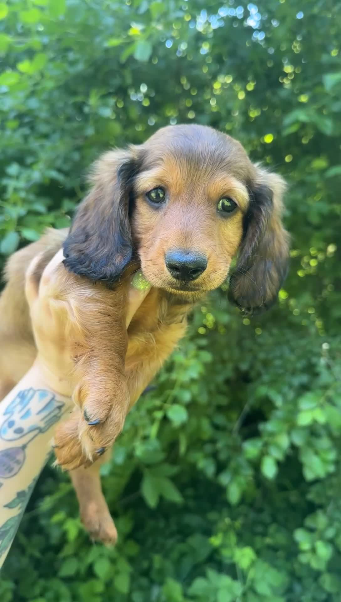 Miniature Dachshund dogs for sale: Cedric - Video 1