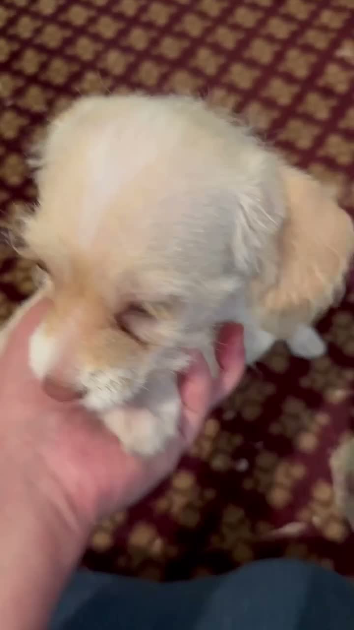 Mixed Breed dogs for sale: Mixed Breed 1 - Video 1