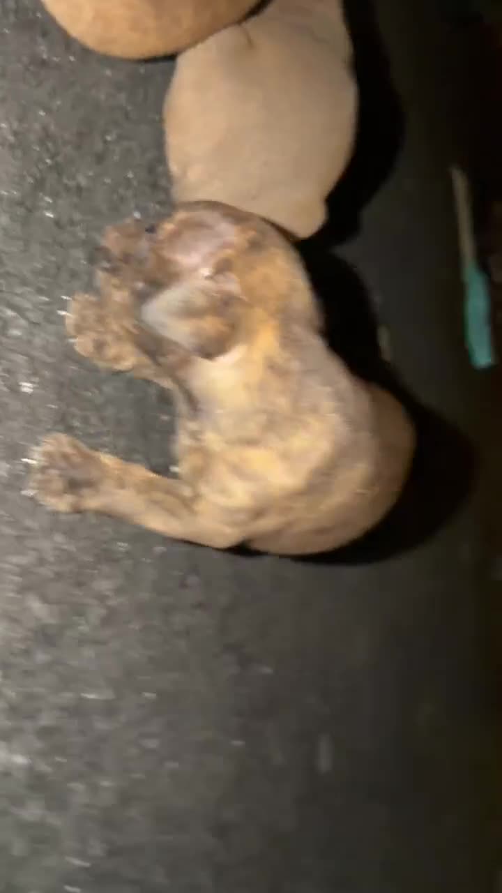Olde English Bulldogge dogs for sale: Dark Brindle Olde English Bulldogge female – Available - Video 1