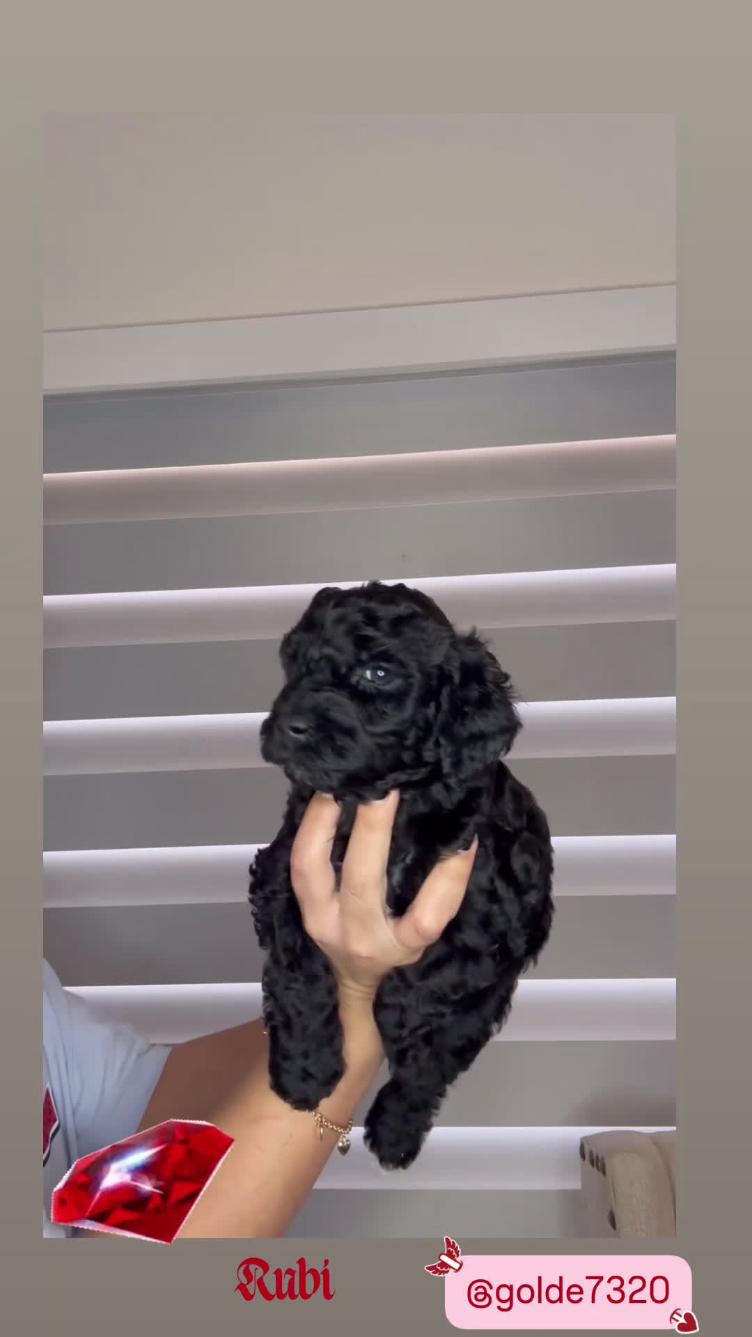 Goldendoodle dogs for sale: Goldendoodle Puppy 5 - Video 1