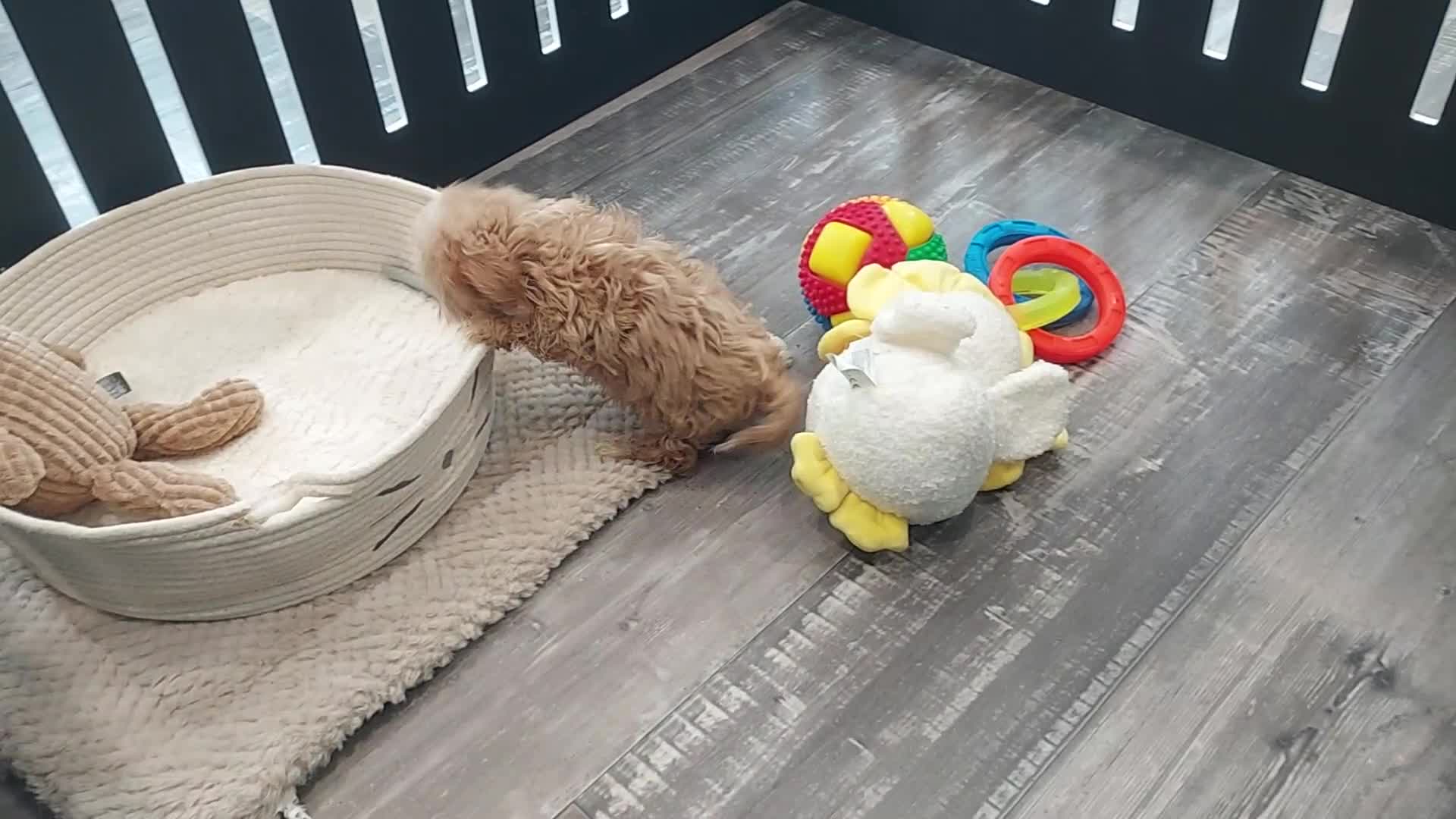 Maltipoo dogs for sale: Liam - Video 1