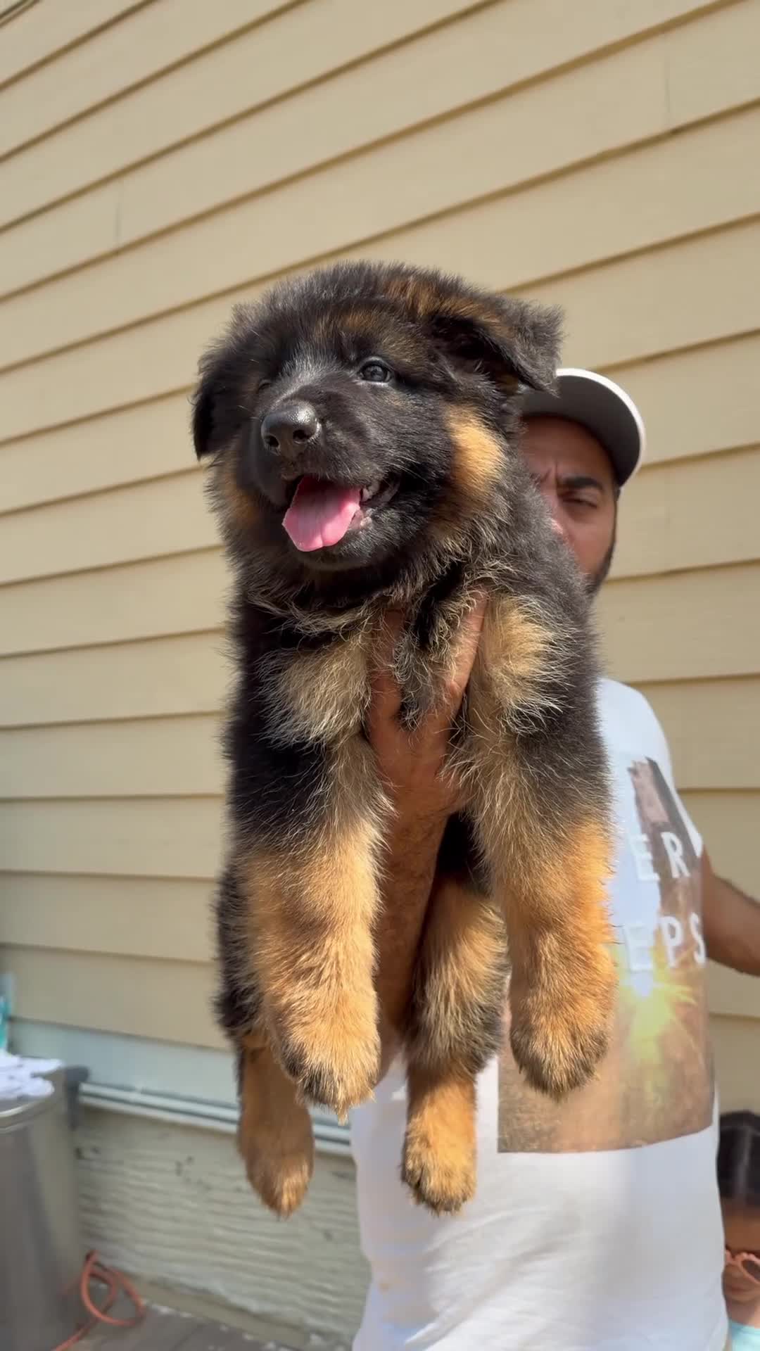 German Shepherd dogs for sale: German Shepherd 3 - Video 1