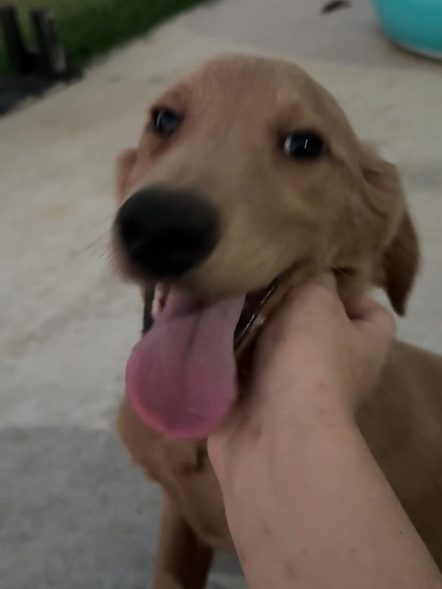 Double Doodle dogs for sale: Double Doodle— ButterCup  - Video 1