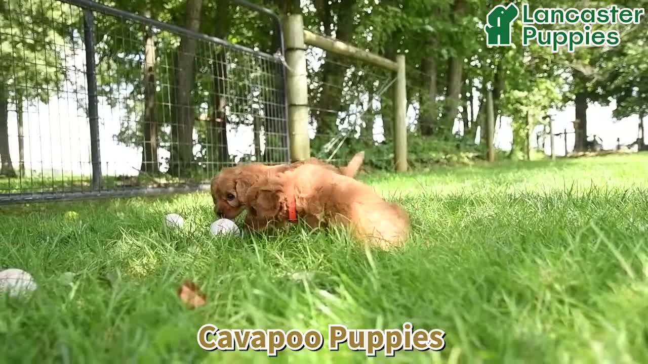 Cavapoo dogs for sale: Cutie - Video 1