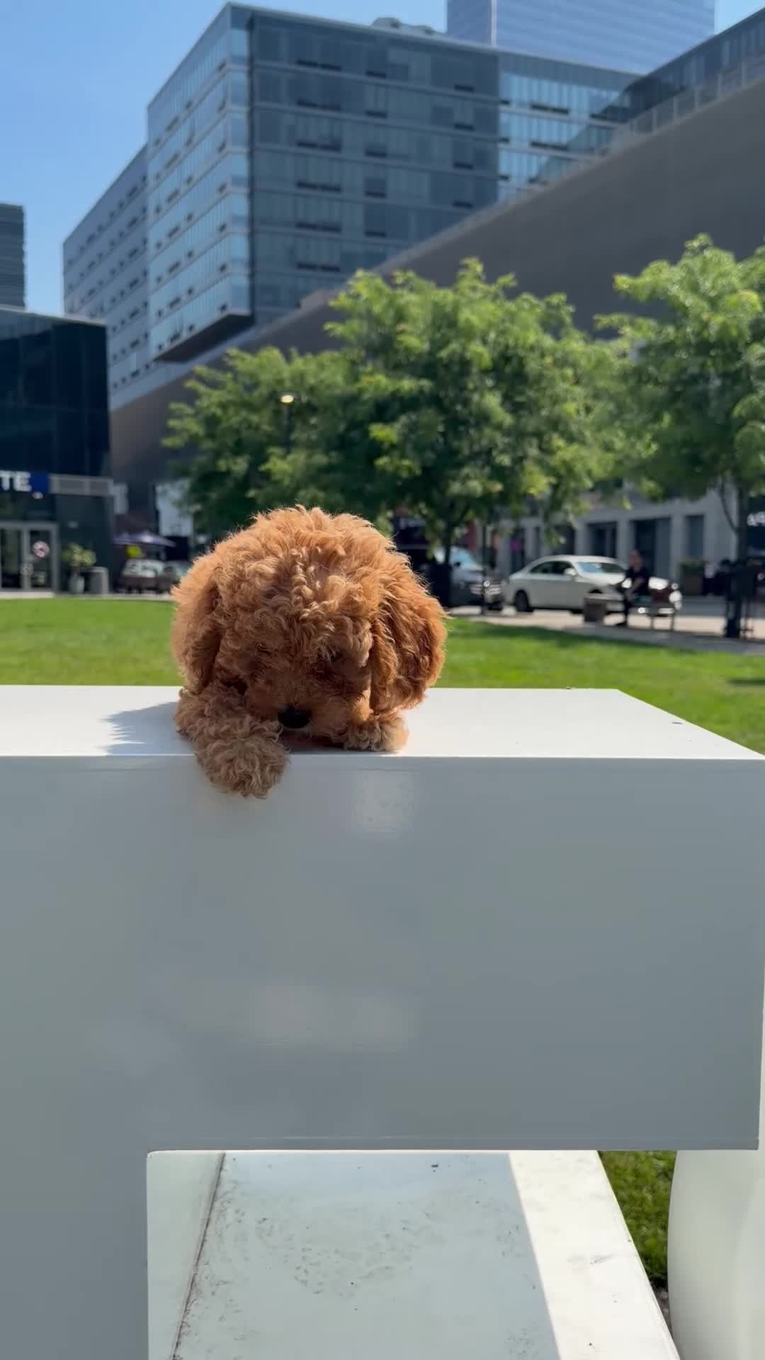 Toy Poodle dogs for sale: AKC BAILEY🐾❤️ - Video 1