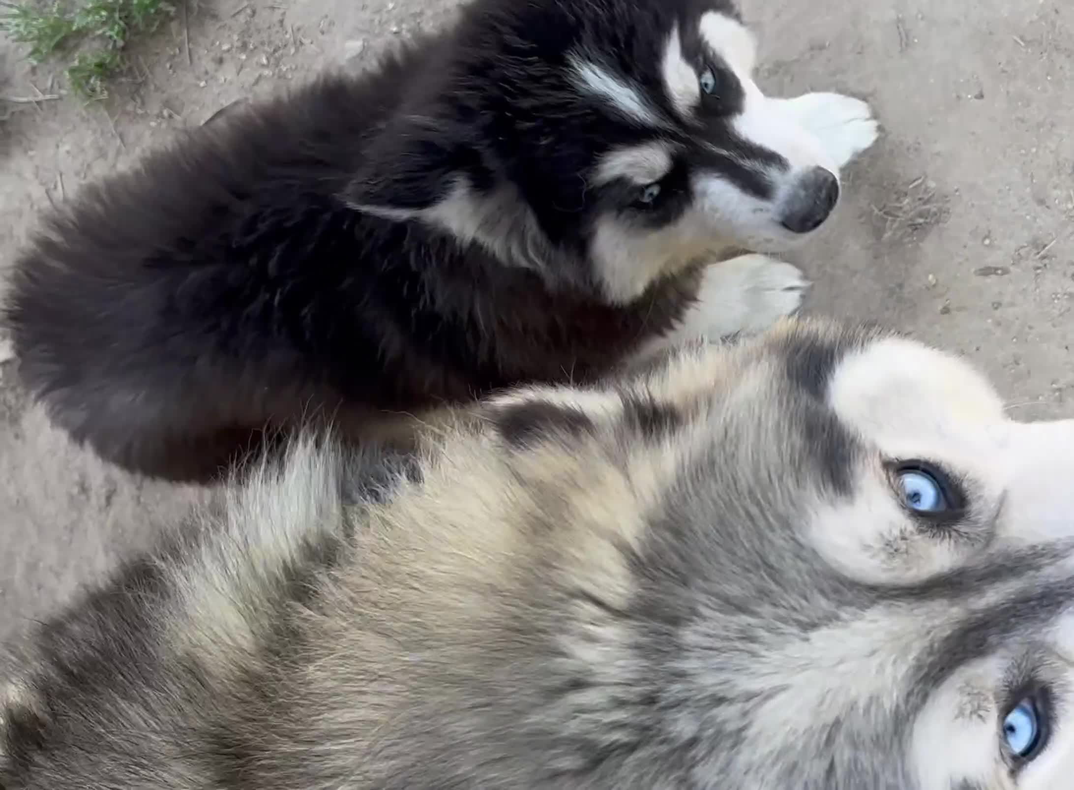 Siberian Husky dogs for sale: Siberian Husky 2 - Video 1