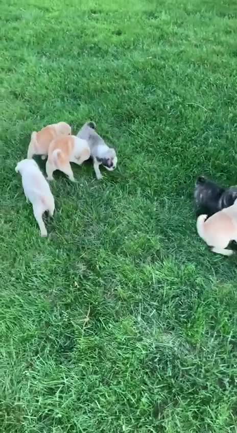 Pug dogs for sale: Dusty  - Video 1