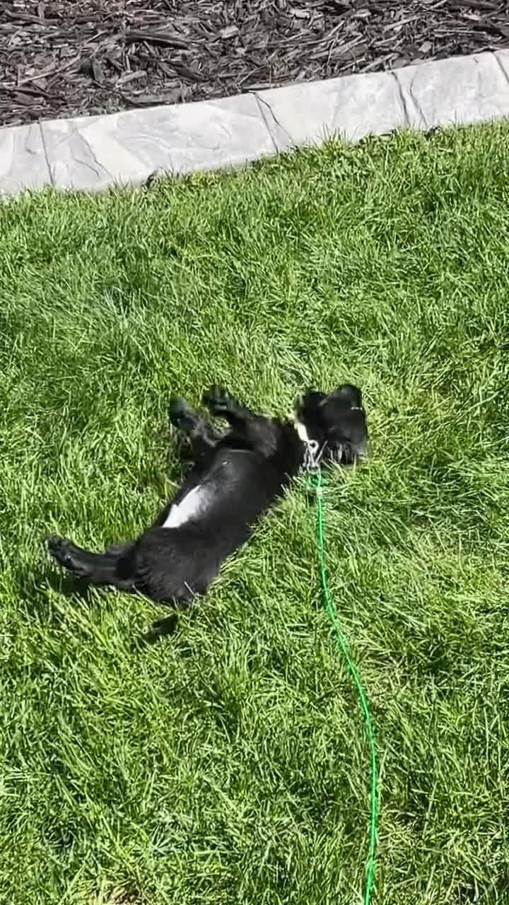 Miniature Dachshund dogs for sale: Miniature Dachshund Puppy 1 - Video 2