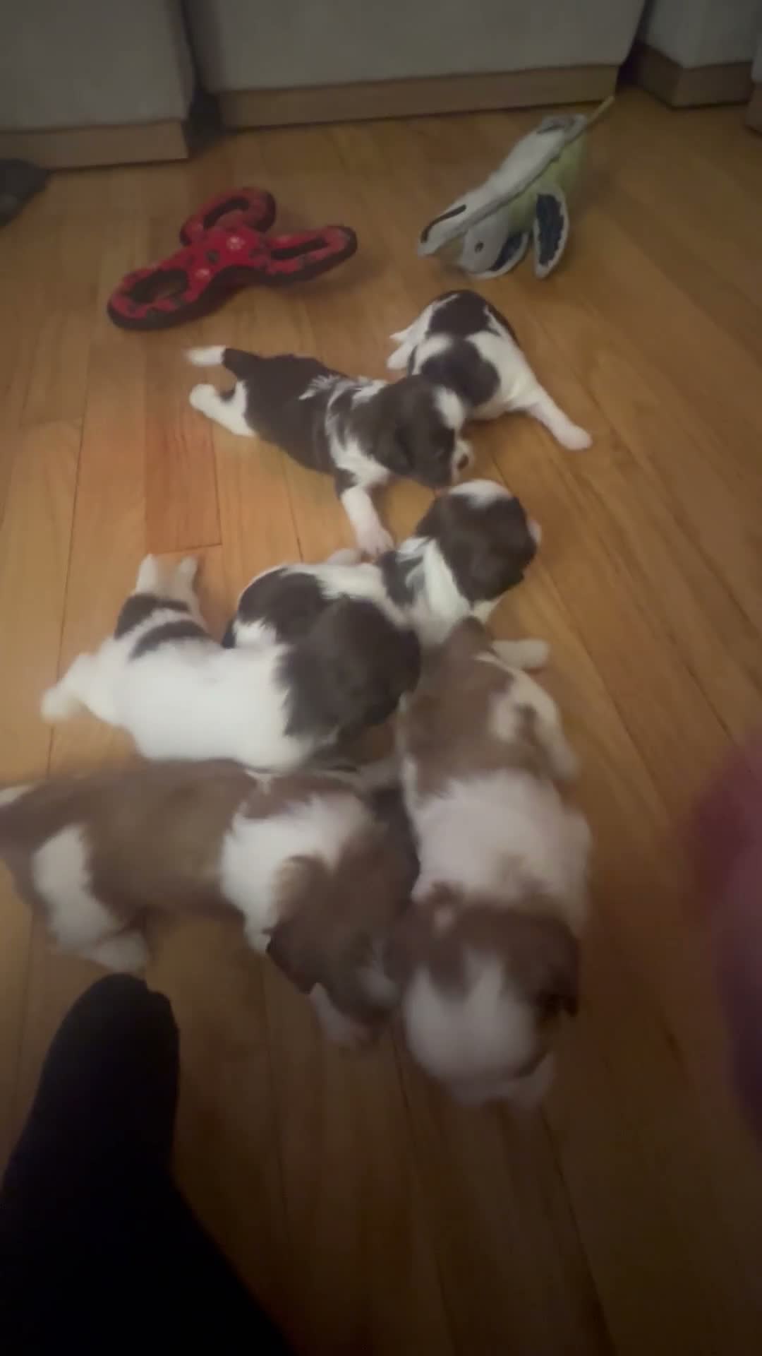 Shih Tzu dogs for sale: Whiskey  - Video 2