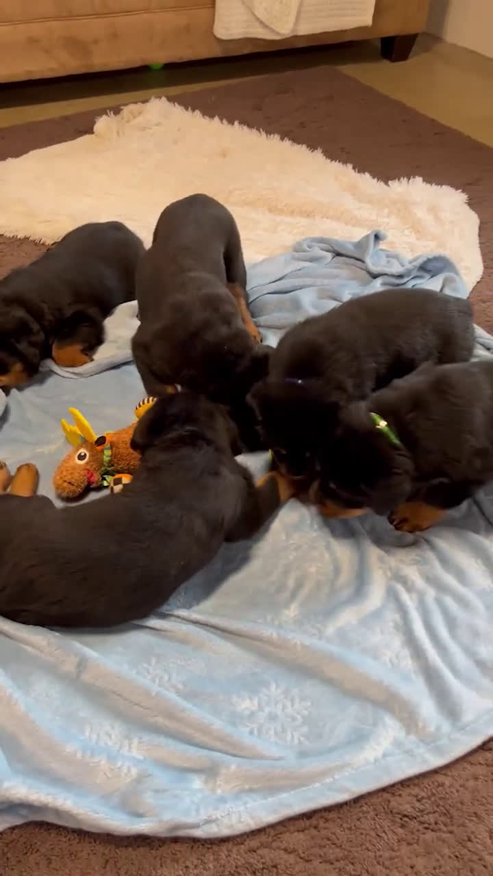 Rottweiler dogs for sale: Chase - Video 1