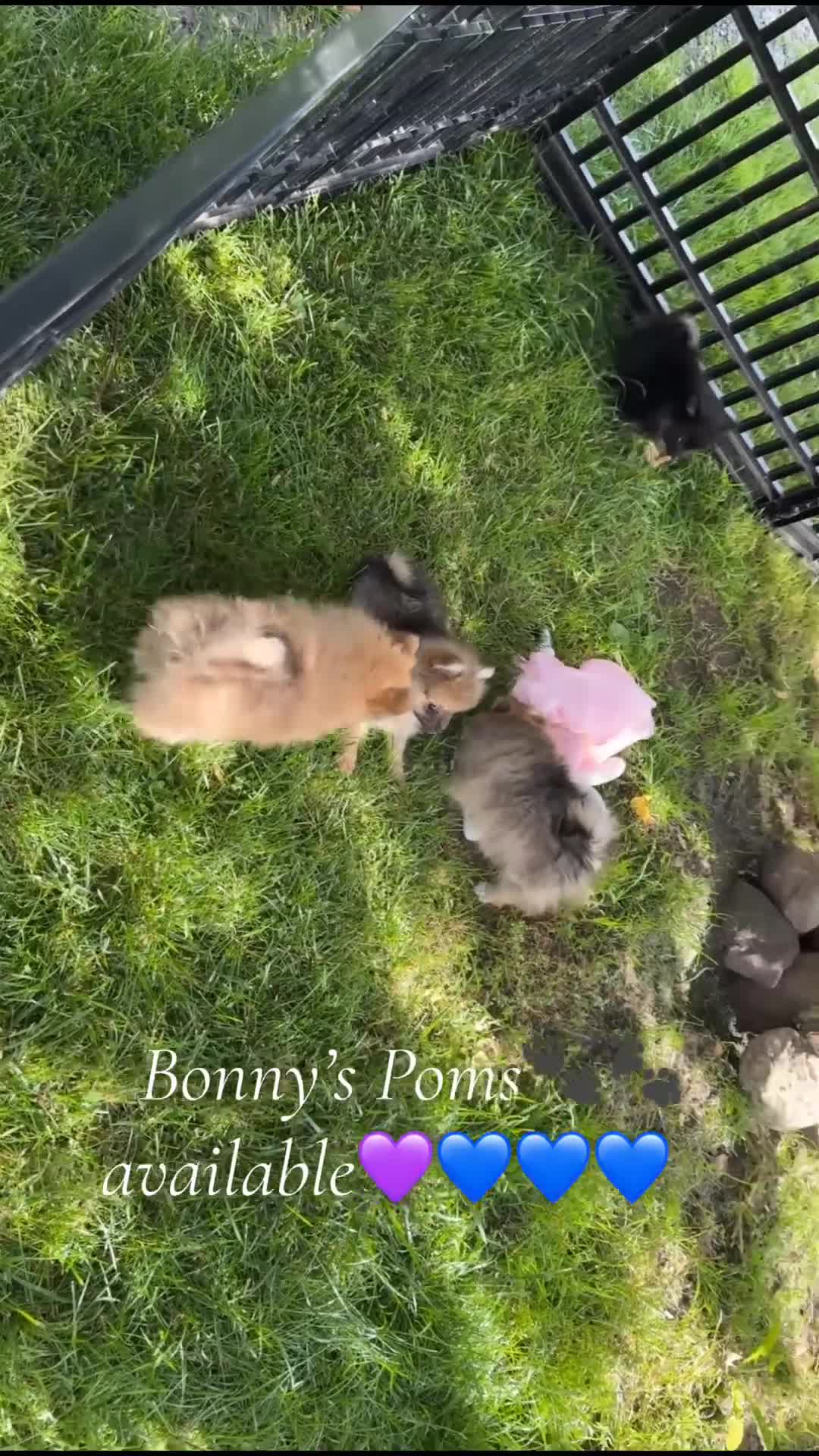 Pomeranian dogs for sale: Junior - Video 1