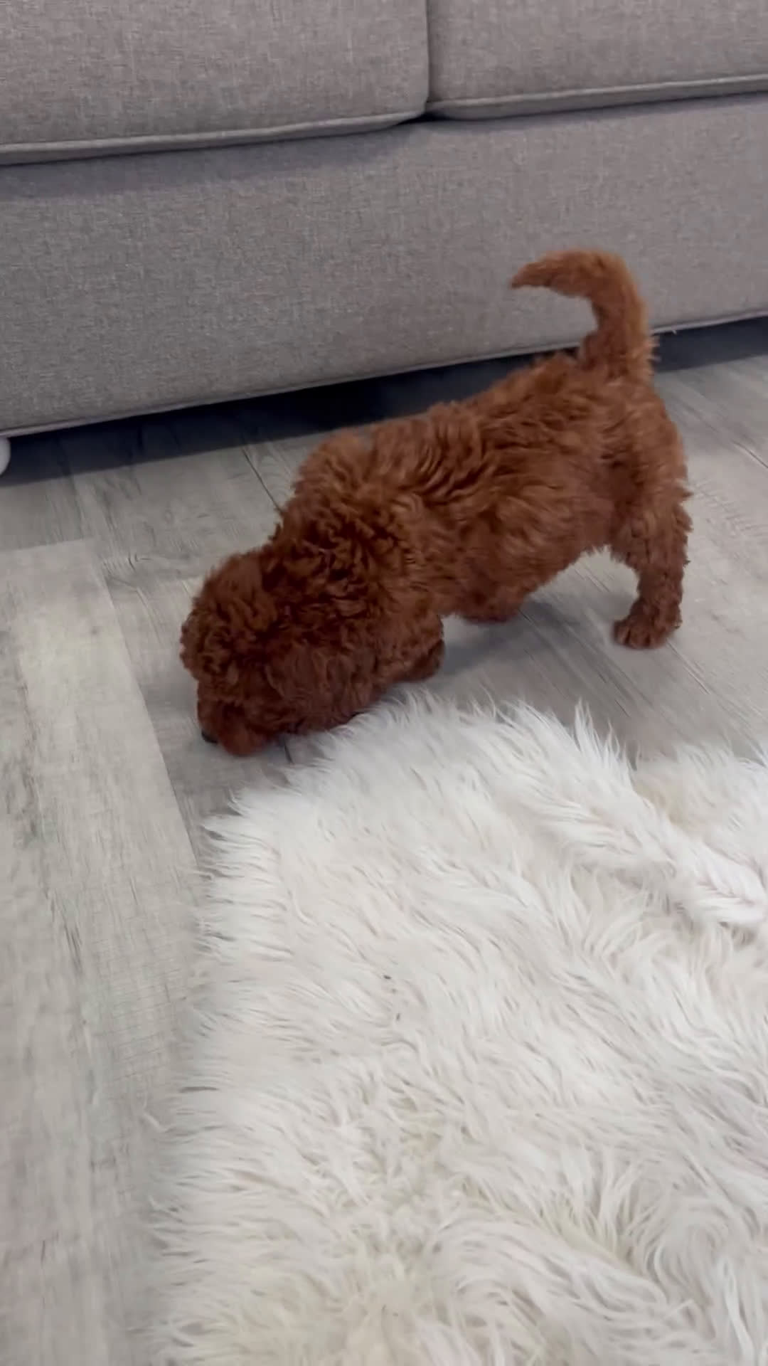 Mini Goldendoodle dogs for sale: Winston  - Video 2