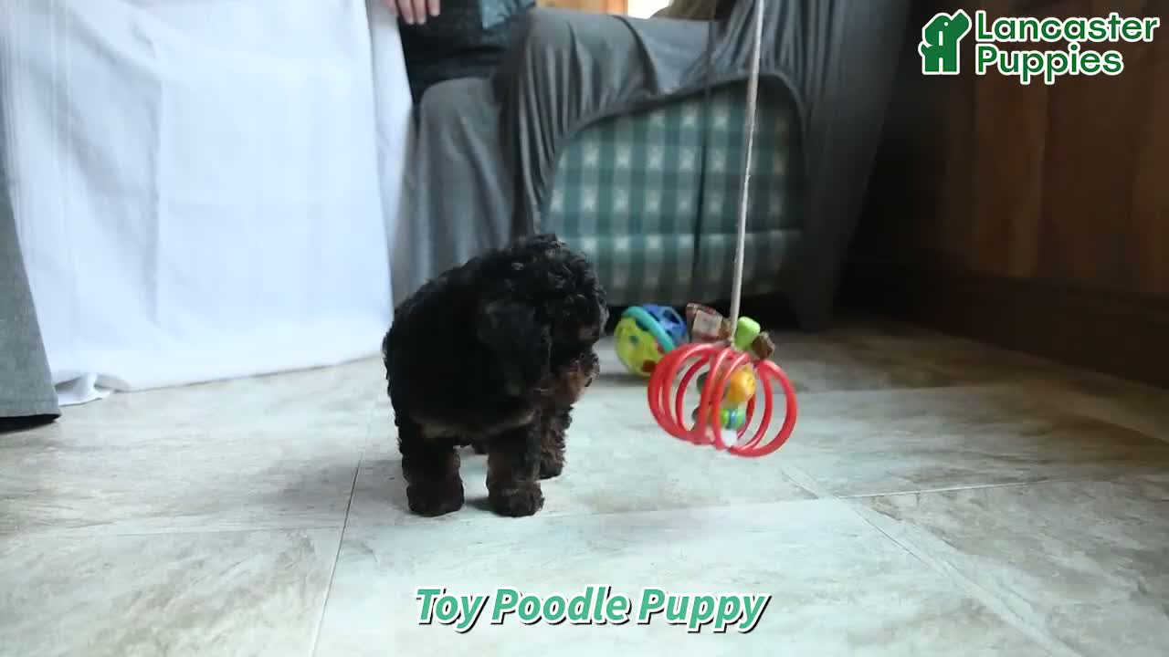 Toy Poodle dogs for sale: Zanna - Video 1