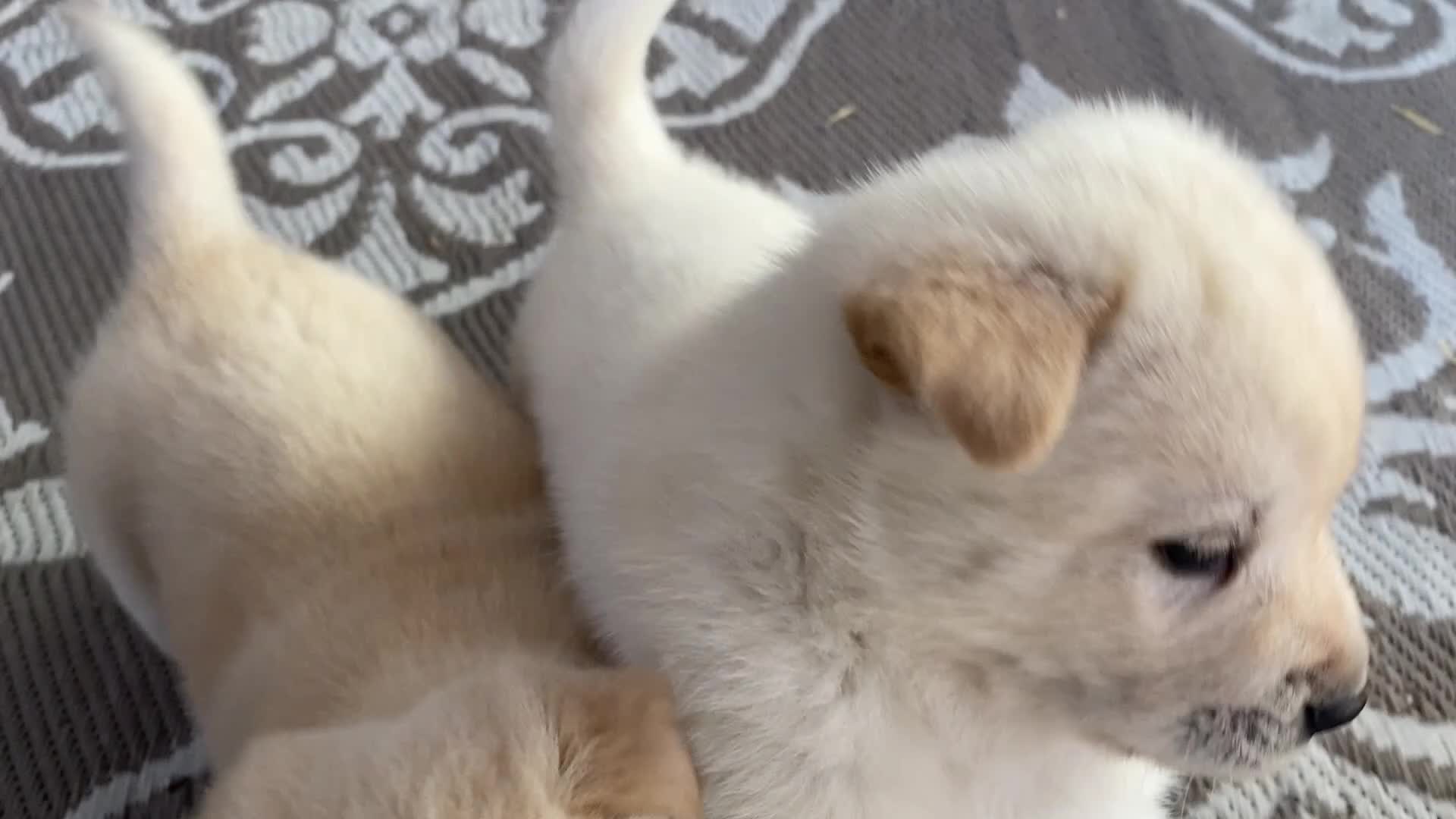 Mixed Breed dogs for sale: Chowsky puppy  - Video 1