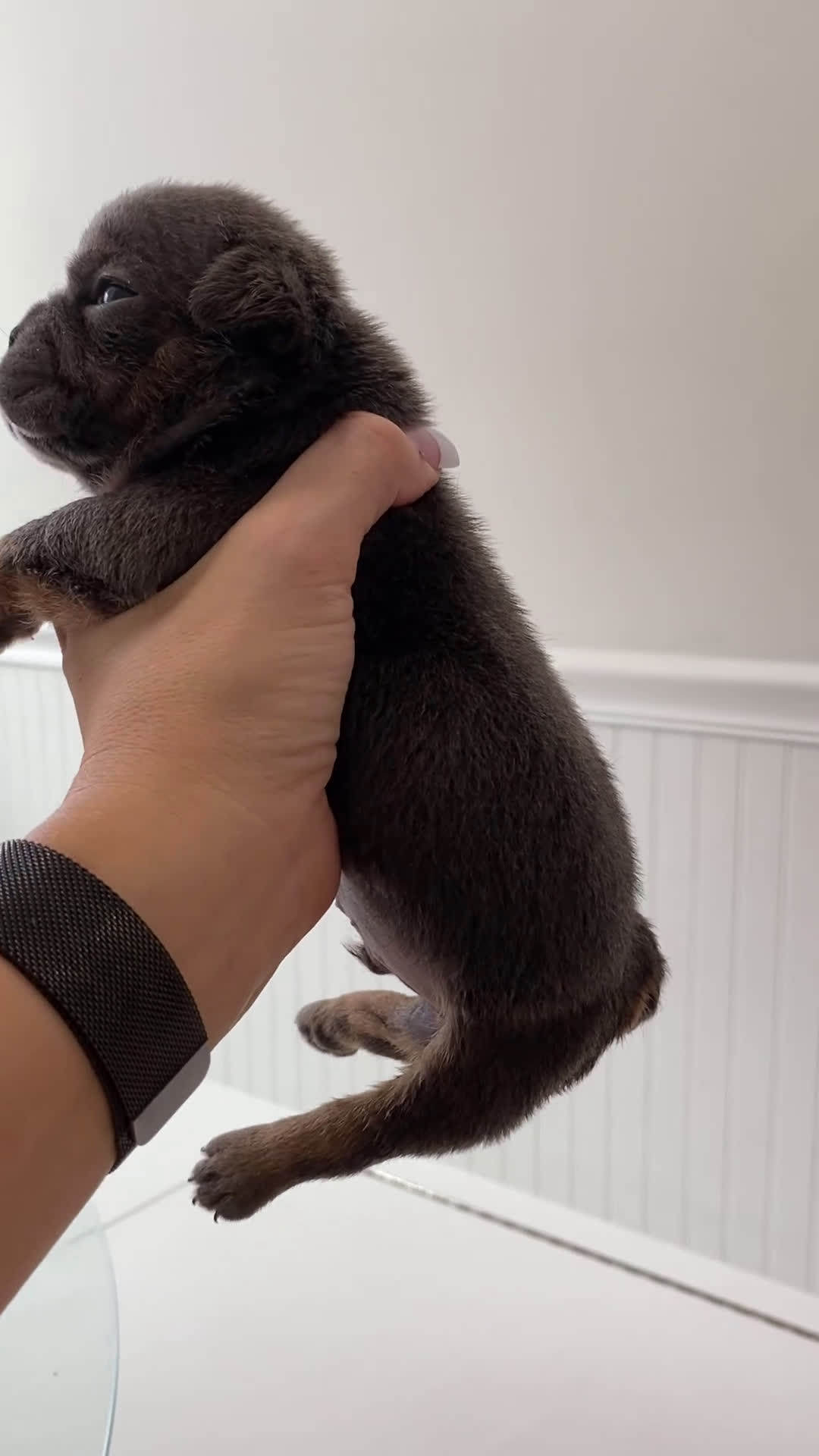 English Bulldog dogs for sale: Kisses - SPECIAL NEEDS - Video 1