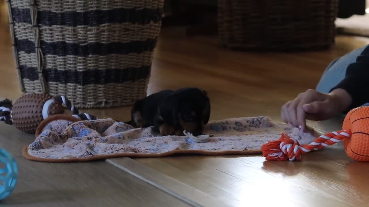 Miniature Dachshund dogs for sale: Luca - Video 1