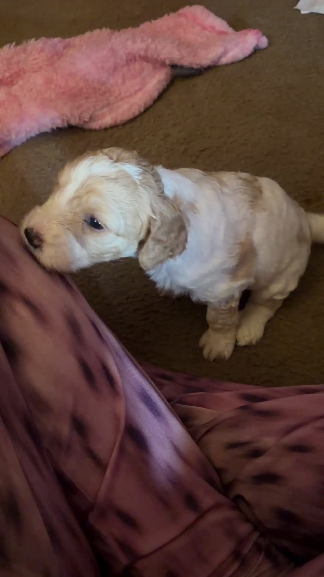 Mixed Breed dogs for sale: Buster - Video 2