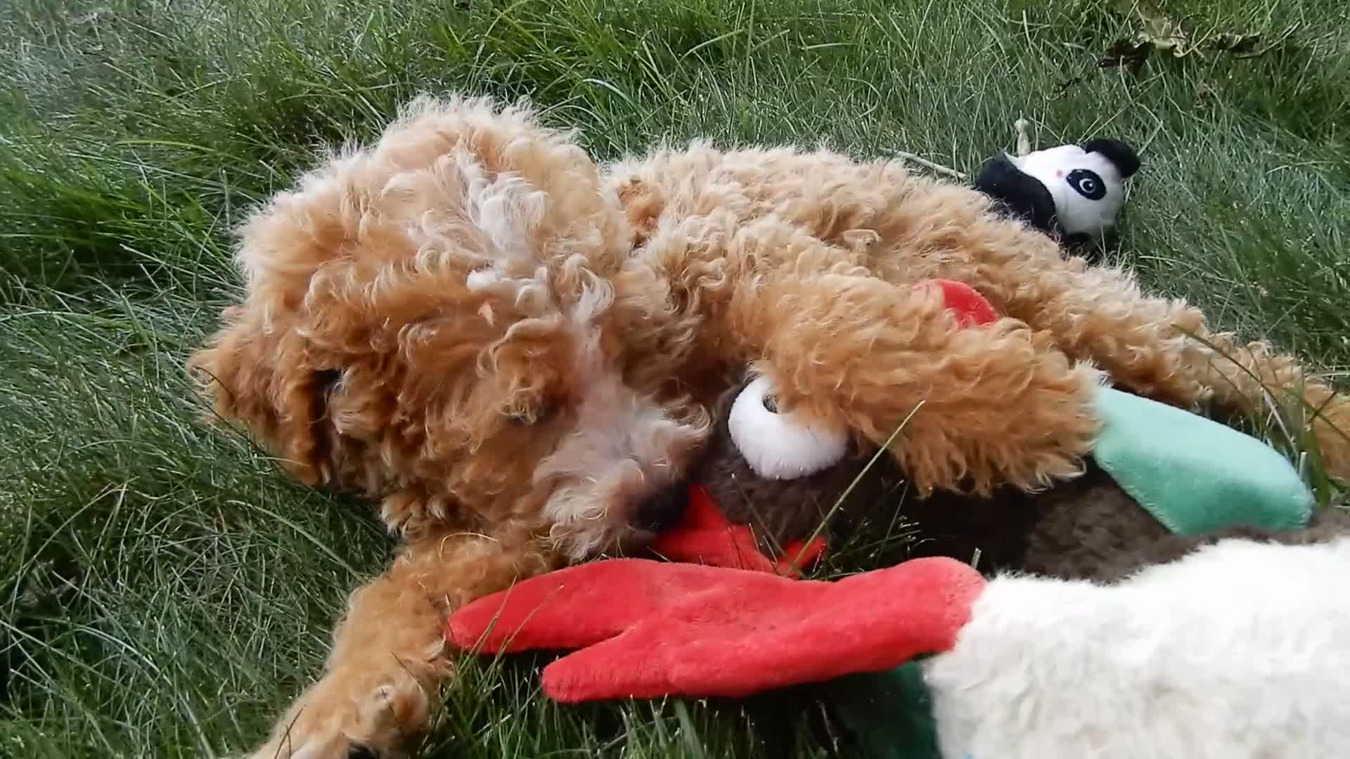 Mini Goldendoodle dogs for sale: Brody - Video 2