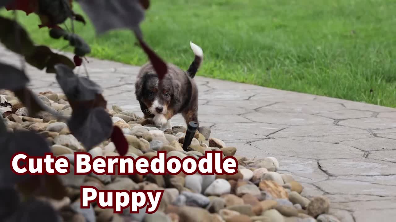 Mini Bernedoodle dogs for sale: Jasper 🐾 🦴 - Video 1