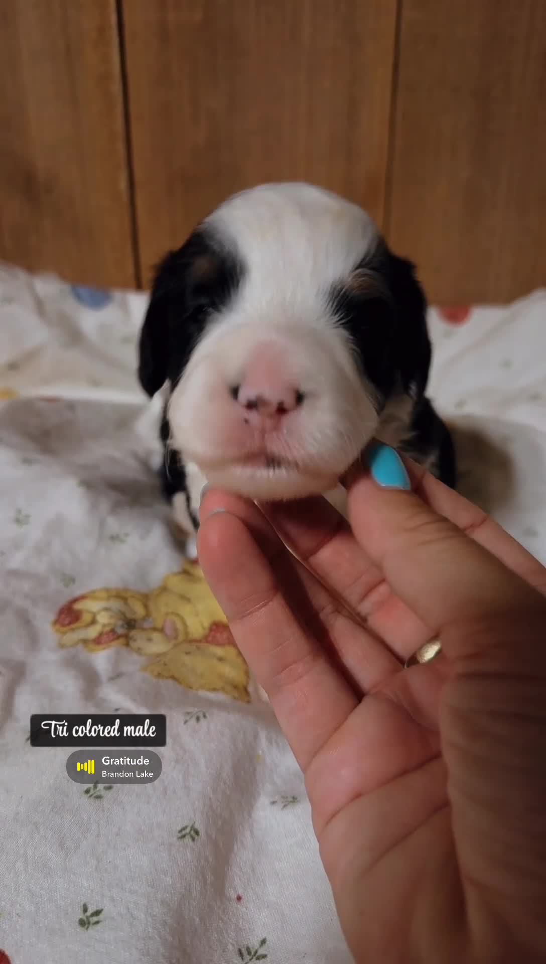 Mini Bernedoodle dogs for sale: Sutton - Tricolored Mini Bernedoodle - Video 1