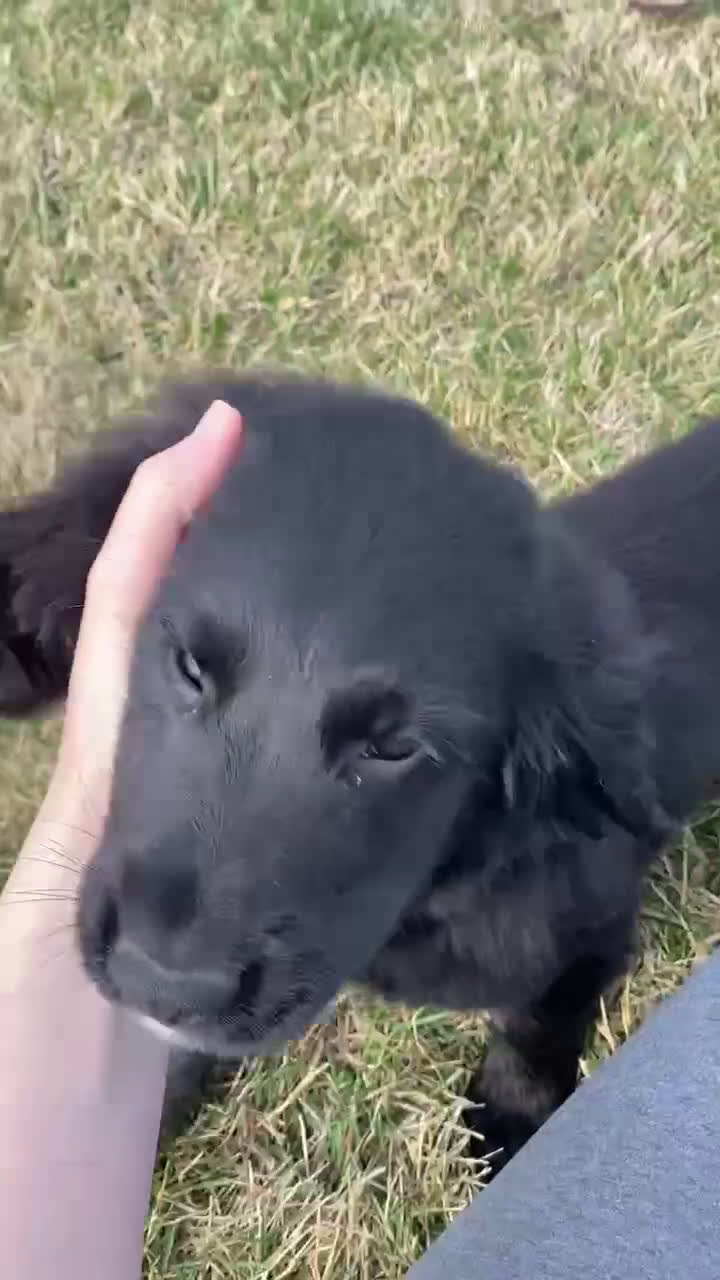 Mixed Breed dogs for sale: Bear - Video 2