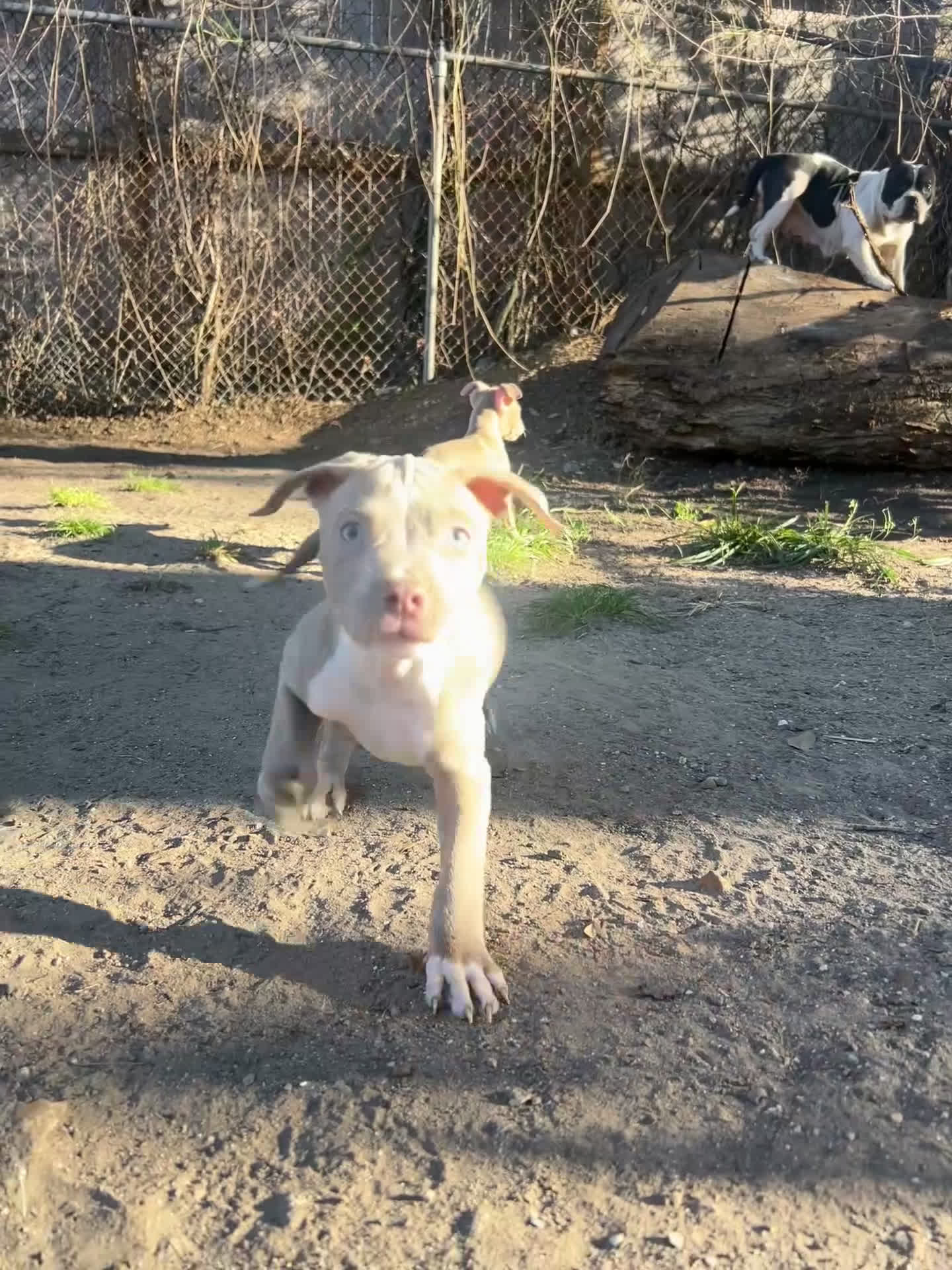 American Bully dogs for sale: American staffordshire terrier male - Video 1