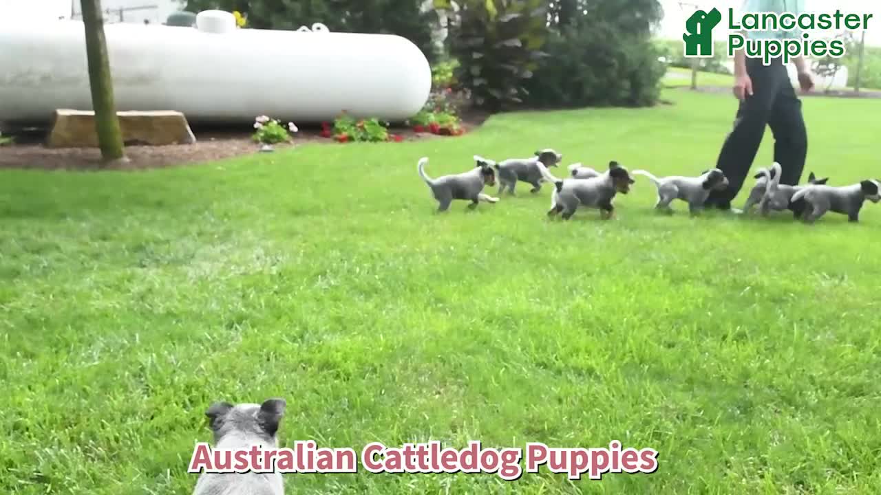 Australian Cattle Dog dogs for sale: Fay - Video 1