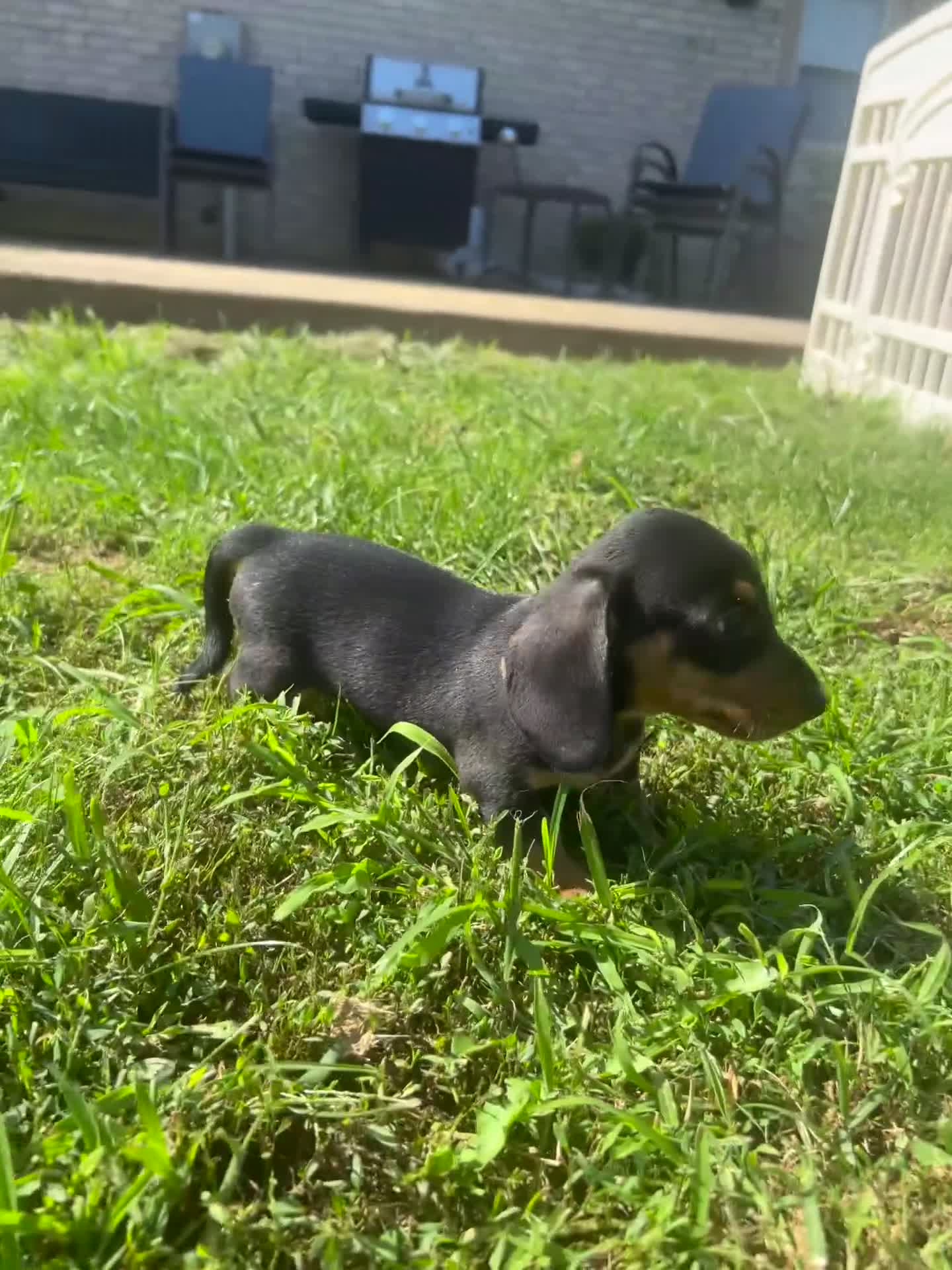 Miniature Dachshund dogs for sale: Todd - Video 1
