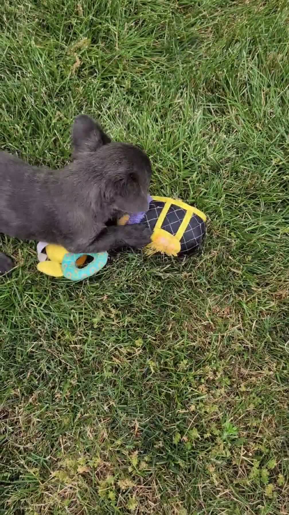 French Bulldog dogs for sale: Eden - Video 1