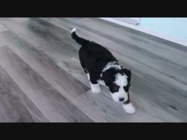 Mini Bernedoodle dogs for sale: Jared - Video 1