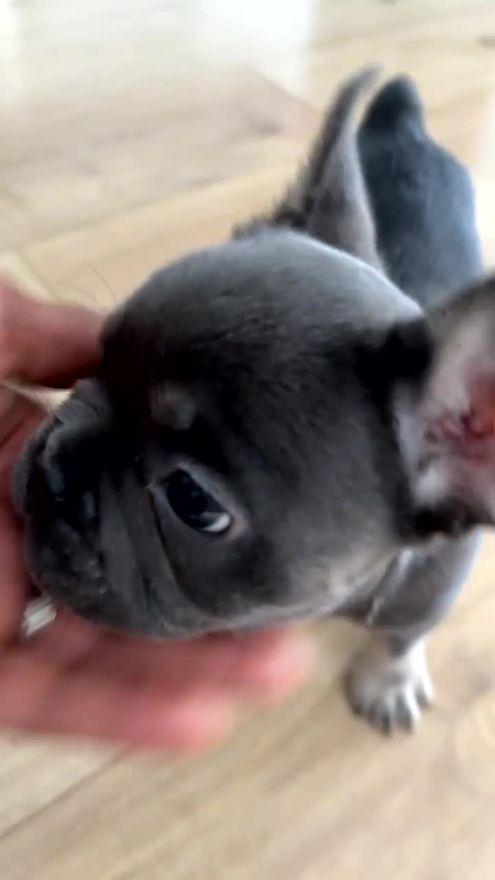 French Bulldog dogs for sale: French Bulldog Puppy 1 - Video 1