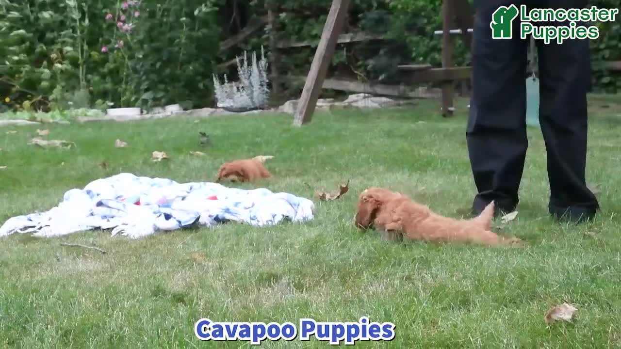 Cavapoo dogs for sale: Milo - Video 1