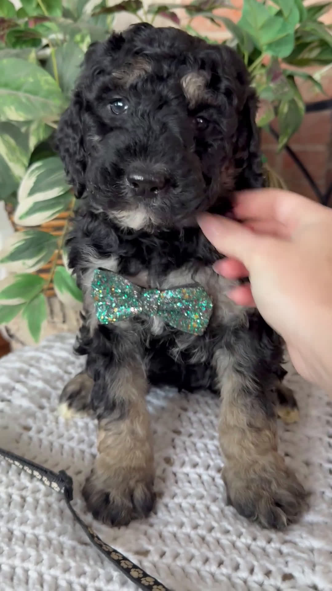 Saint Berdoodles dogs for sale: Blair - Video 4