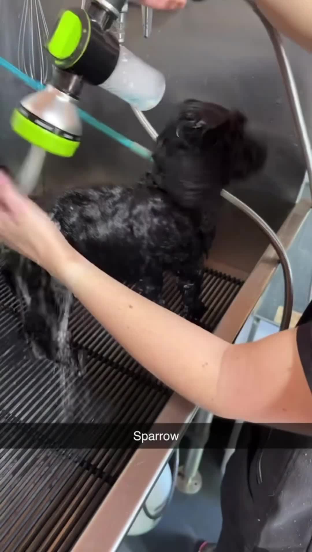 Bernedoodle dogs for sale: Sparrow - Video 1