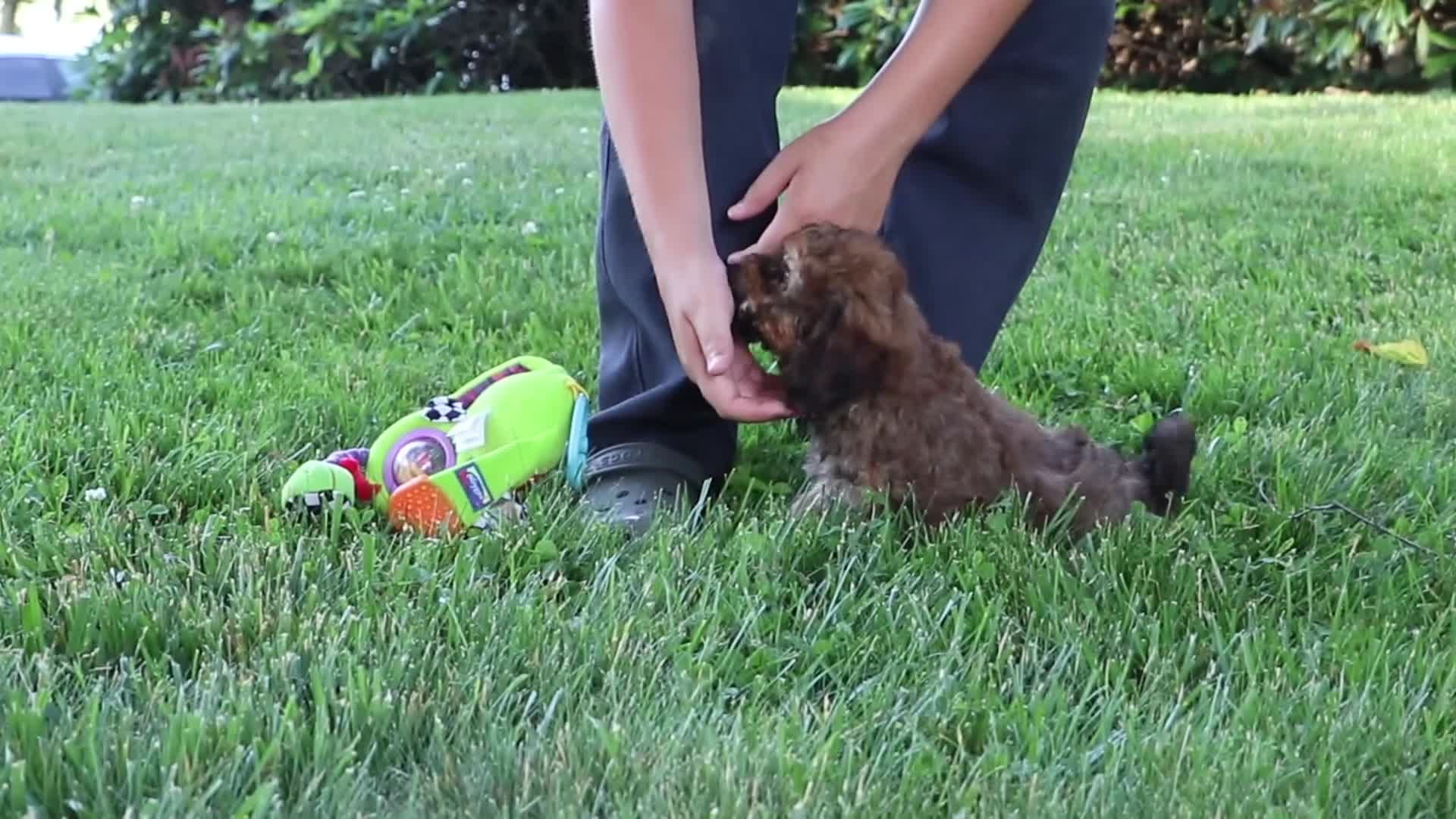 Cavapoo dogs for sale: Rudy - Video 1