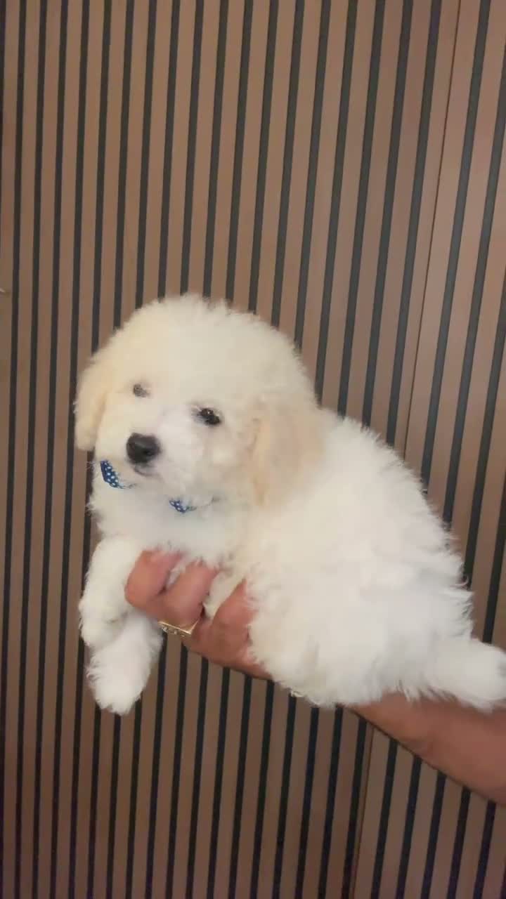 Bichpoo dogs for sale: Kenzo - Video 1