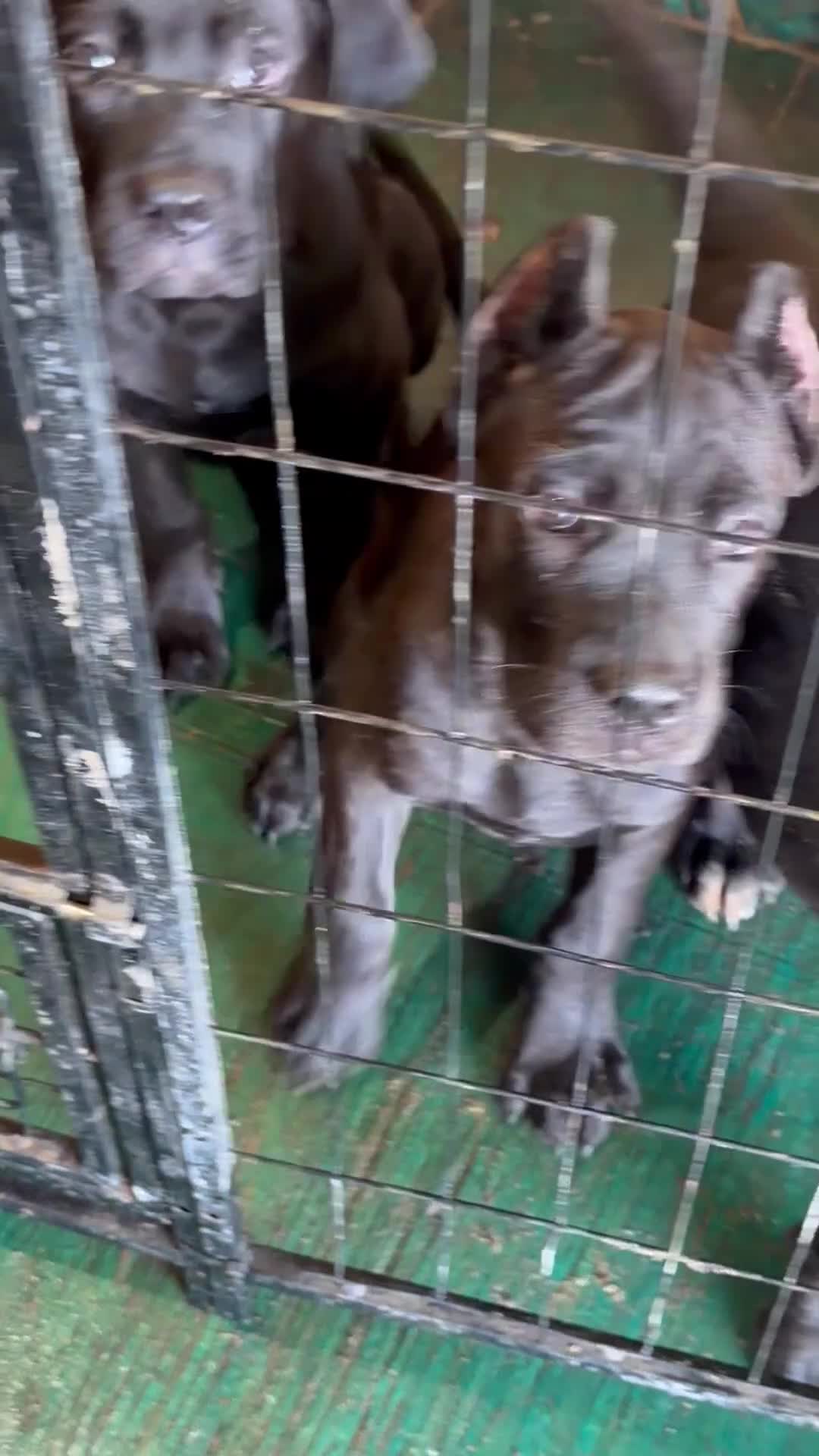 Cane Corso dogs for sale: Corso(brindle, Green Collar) - Video 2