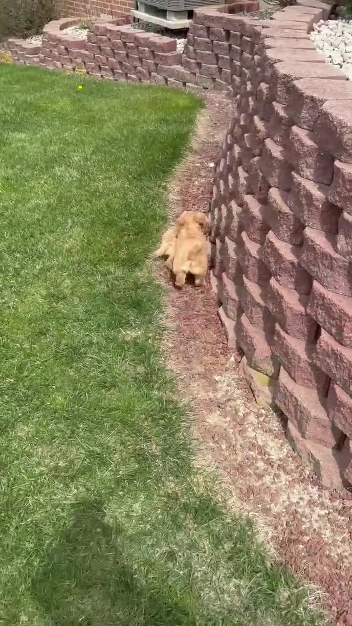 Mini Goldendoodle dogs for sale: Mini George - Video 1