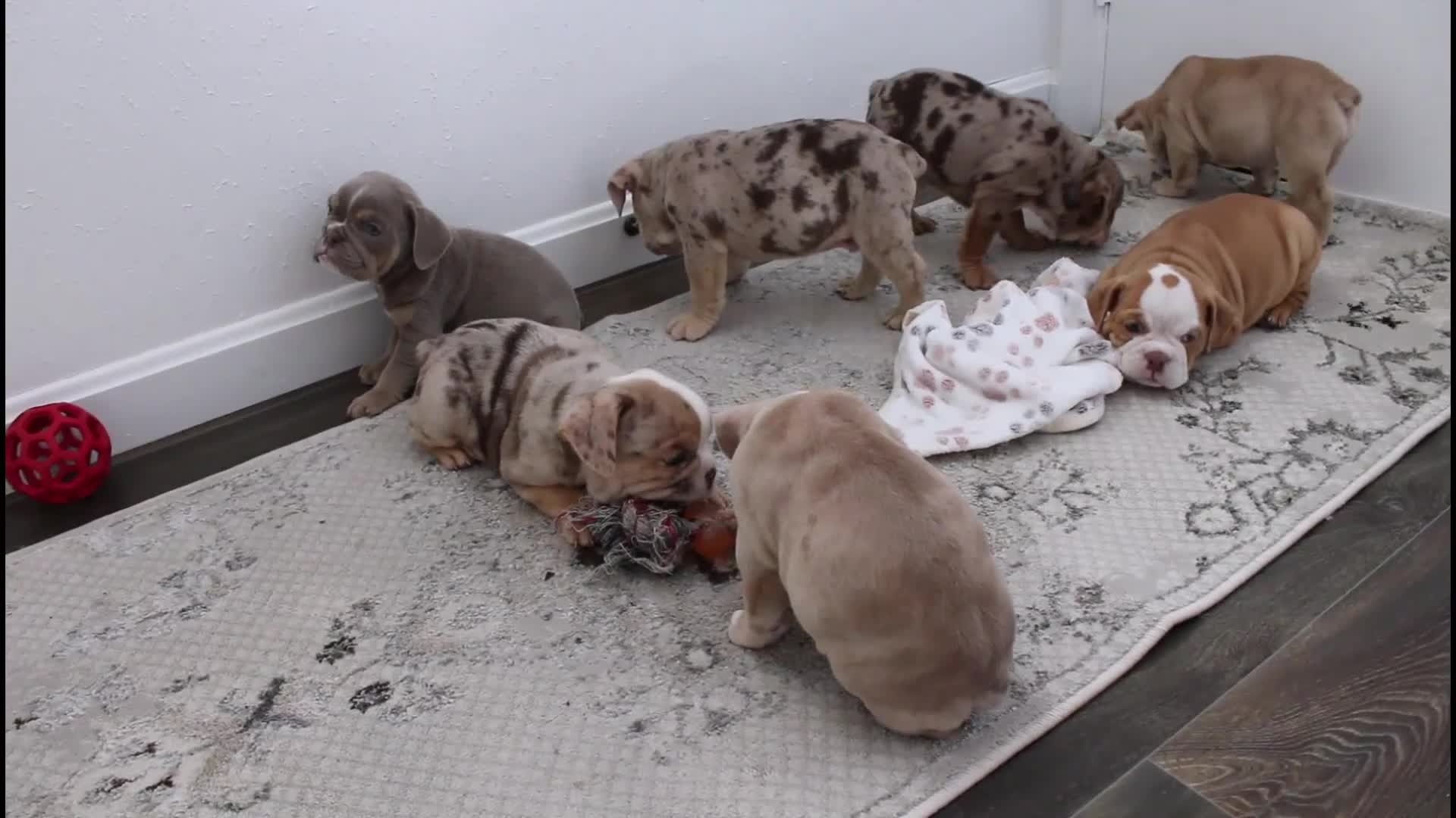 English Bulldog dogs for sale: Kory - Video 2
