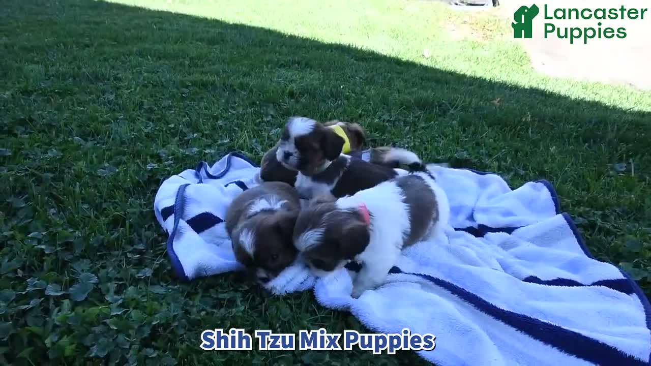 Mixed Breed dogs for sale: Bailey  - Video 1
