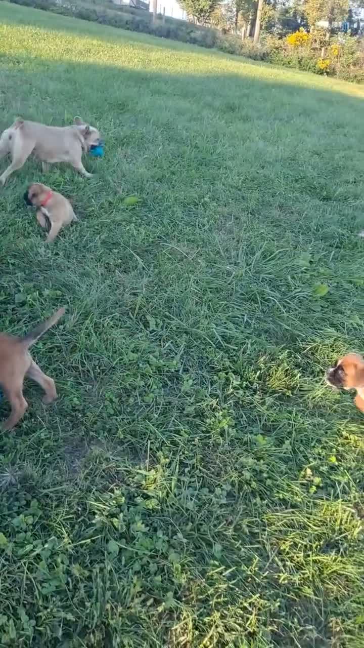 Boxer dogs for sale: Taylee - Video 1