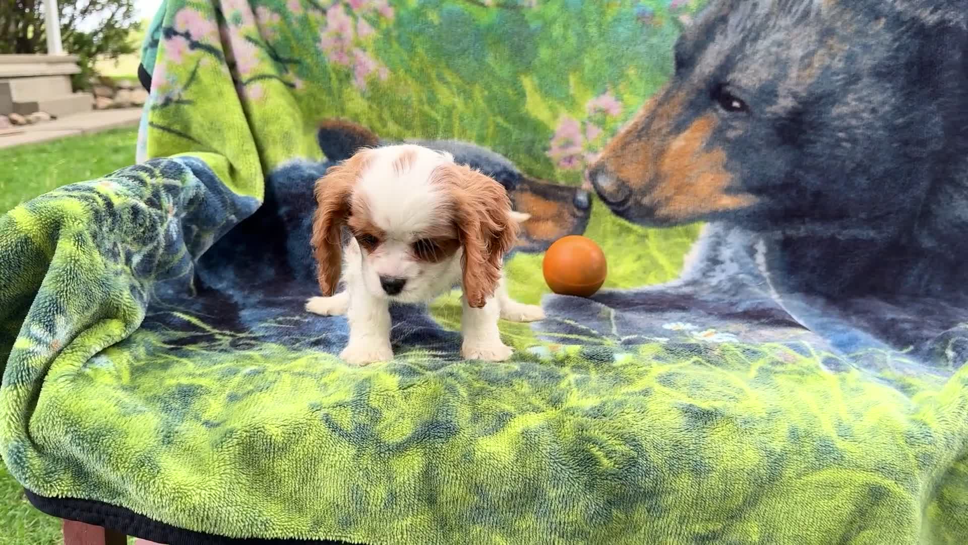 Mixed Breed dogs for sale: Janie - Video 2