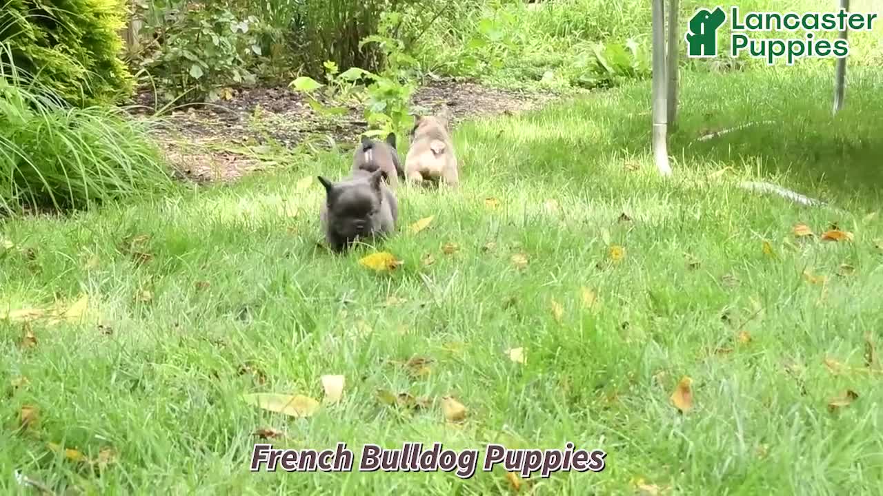 French Bulldog dogs for sale: Wooly Pooly - Video 1