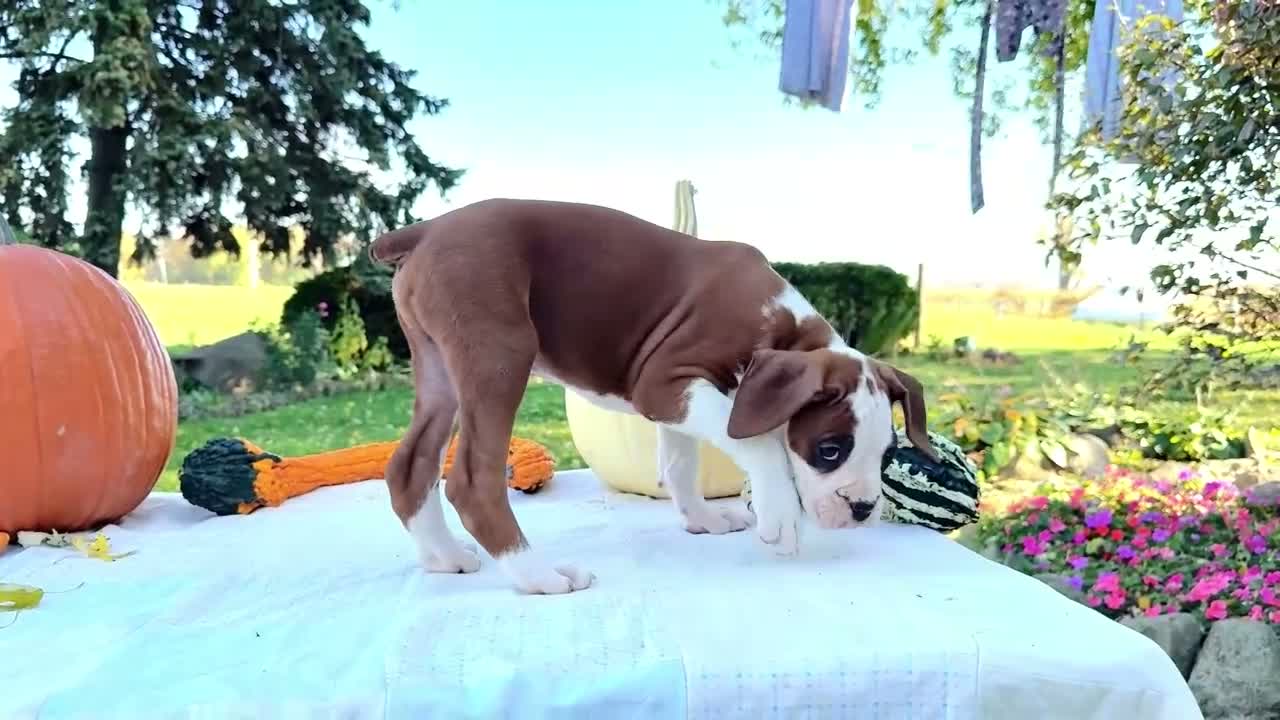 Boxer dogs for sale: Oxford Boxer - Video 1