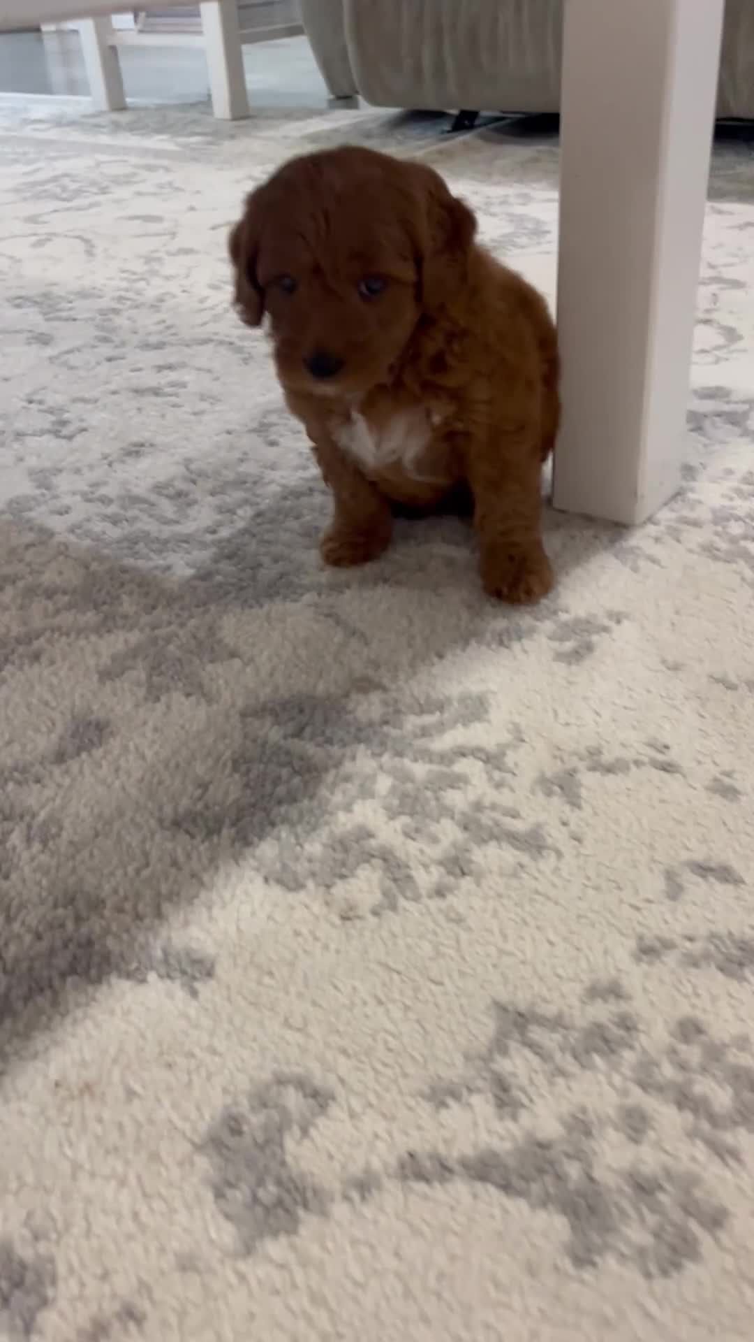 Mini Goldendoodle dogs for sale:  Mabel - Video 1
