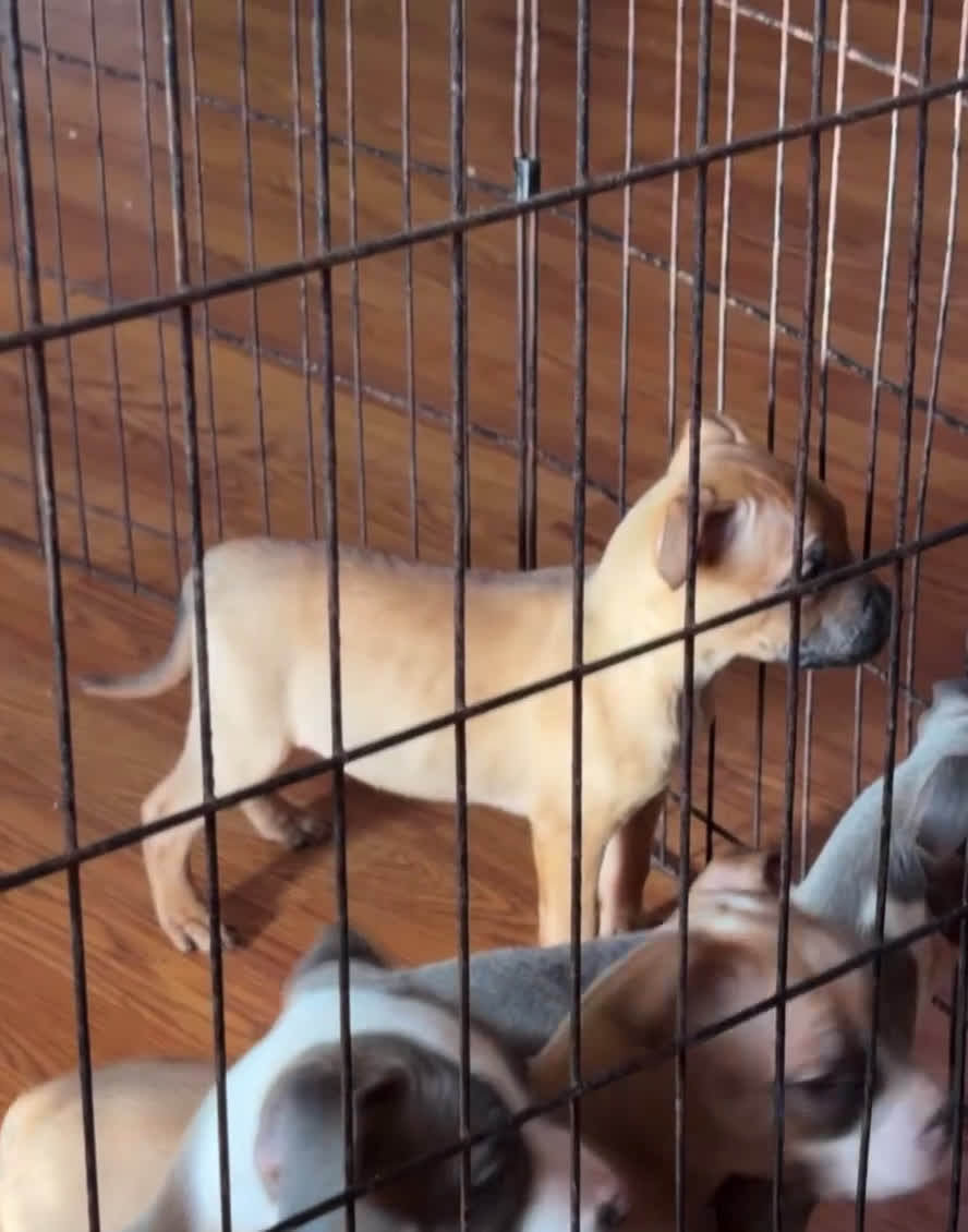 American Pit Bull Terrier dogs for sale: Hennessy  - Video 1