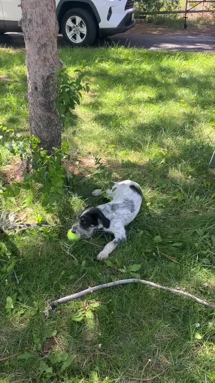 Mini Aussiedoodle dogs for sale: Miniature Aussiedoodle Charlie - Video 1