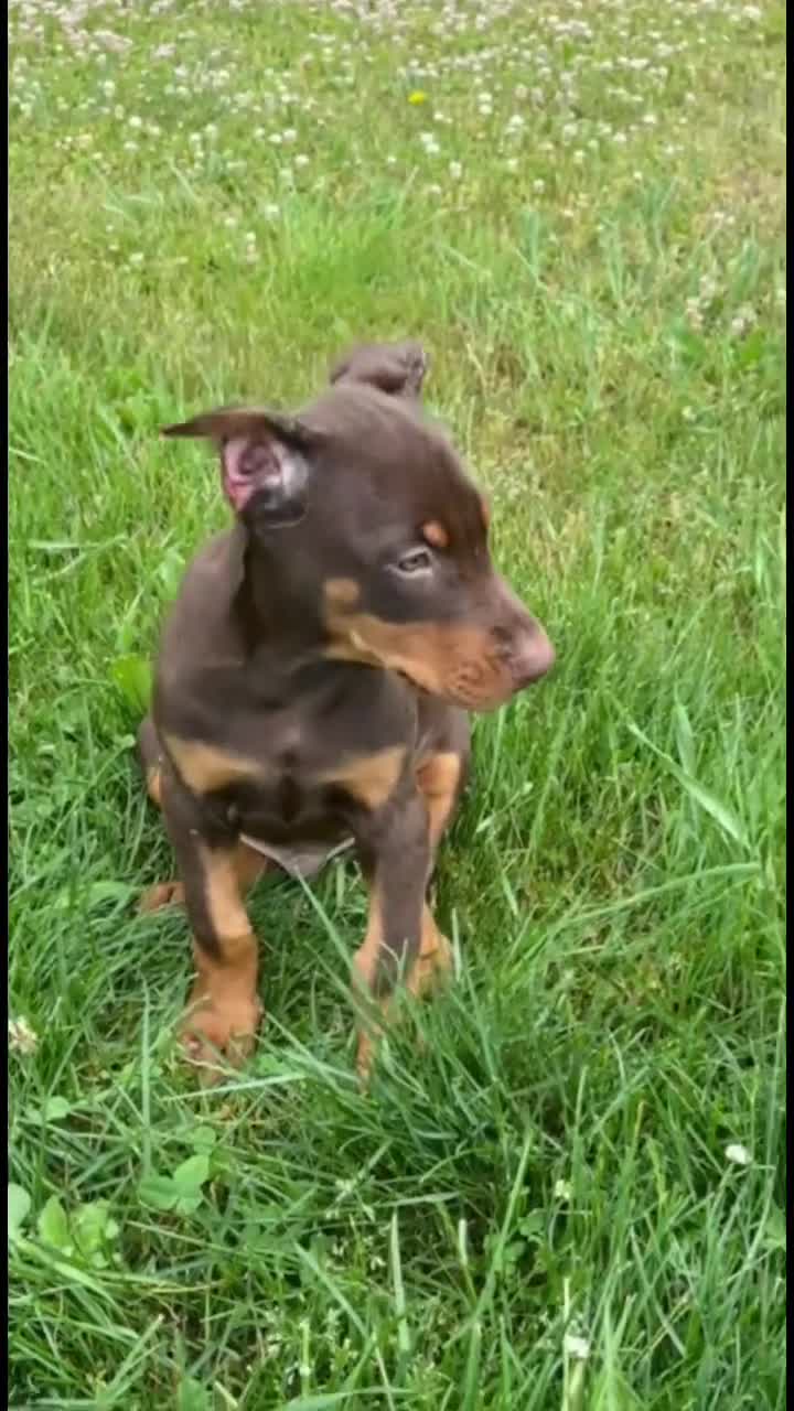 Doberman Pinscher dogs for sale: Female 1 - Video 1