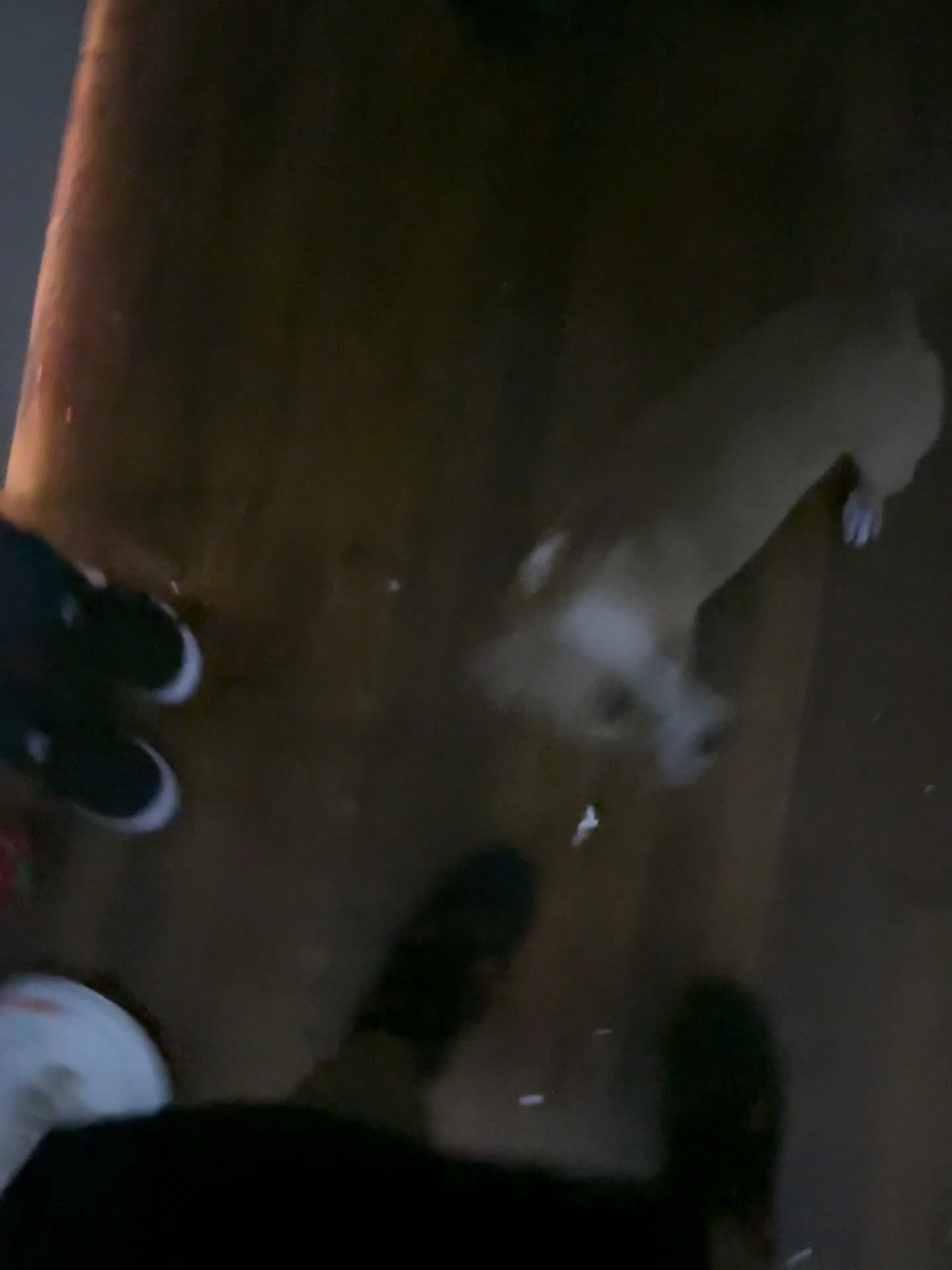 Mixed Breed dogs for sale: Mixed Breed Puppy 1 - Video 1