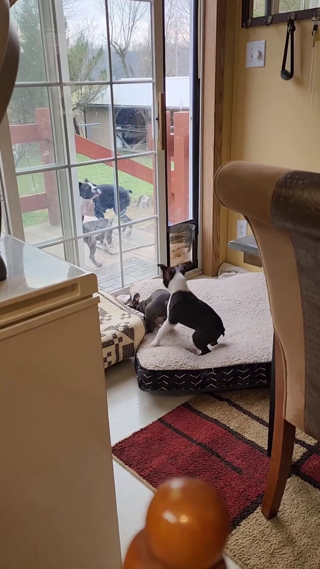 Boston Terrier dogs for sale: Jezza Belle  - Video 1